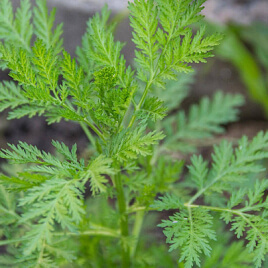 Wormwood herb used for digestive balance